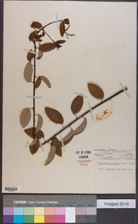 Berchemia scandens image