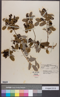 Berchemia scandens image