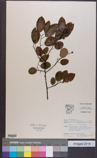 Berchemia scandens image