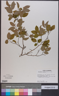 Berchemia scandens image