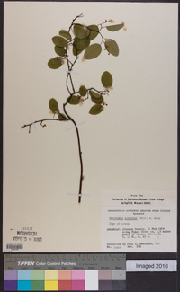 Berchemia scandens image