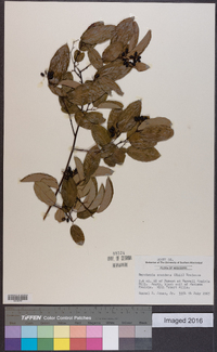 Berchemia scandens image