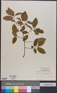 Berchemia scandens image