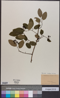 Berchemia scandens image