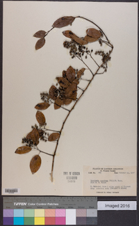 Berchemia scandens image