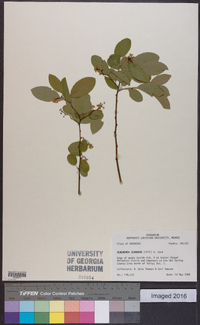 Berchemia scandens image