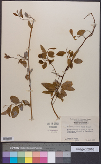 Berchemia scandens image