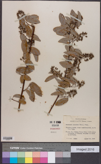 Berchemia scandens image