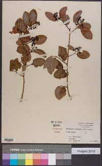 Berchemia scandens image