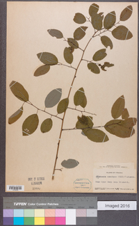 Berchemia scandens image