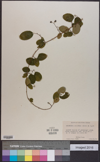 Berchemia scandens image