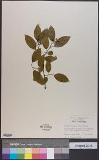 Berchemia scandens image