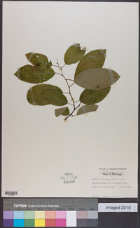 Berchemia scandens image