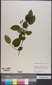 Berchemia scandens image