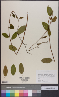 Berchemia scandens image