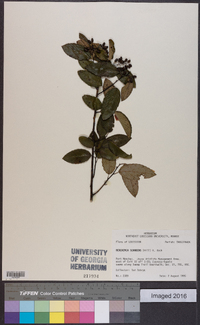 Berchemia scandens image