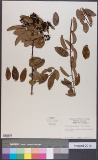 Berchemia scandens image