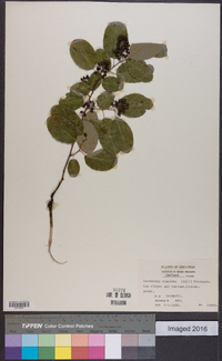 Berchemia scandens image