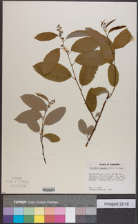 Berchemia scandens image