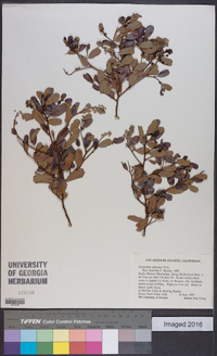 Ceanothus spinosus image