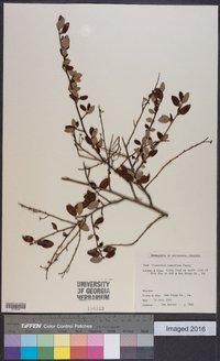 Ceanothus tomentosus image