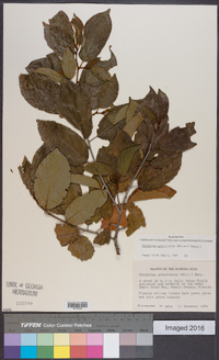 Colubrina arborescens image