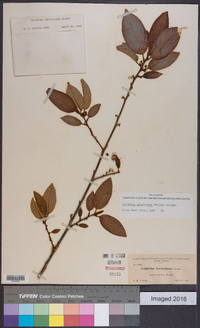 Colubrina arborescens image