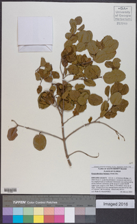 Krugiodendron ferreum image