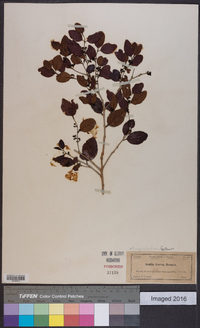 Krugiodendron ferreum image