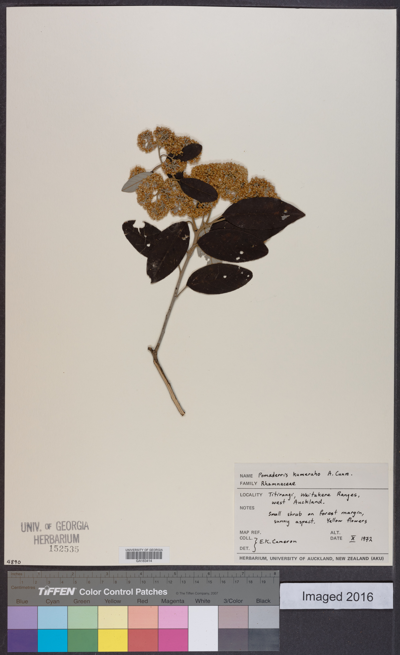 Pomaderris image
