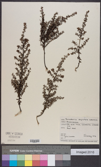 Pomaderris phylicifolia image