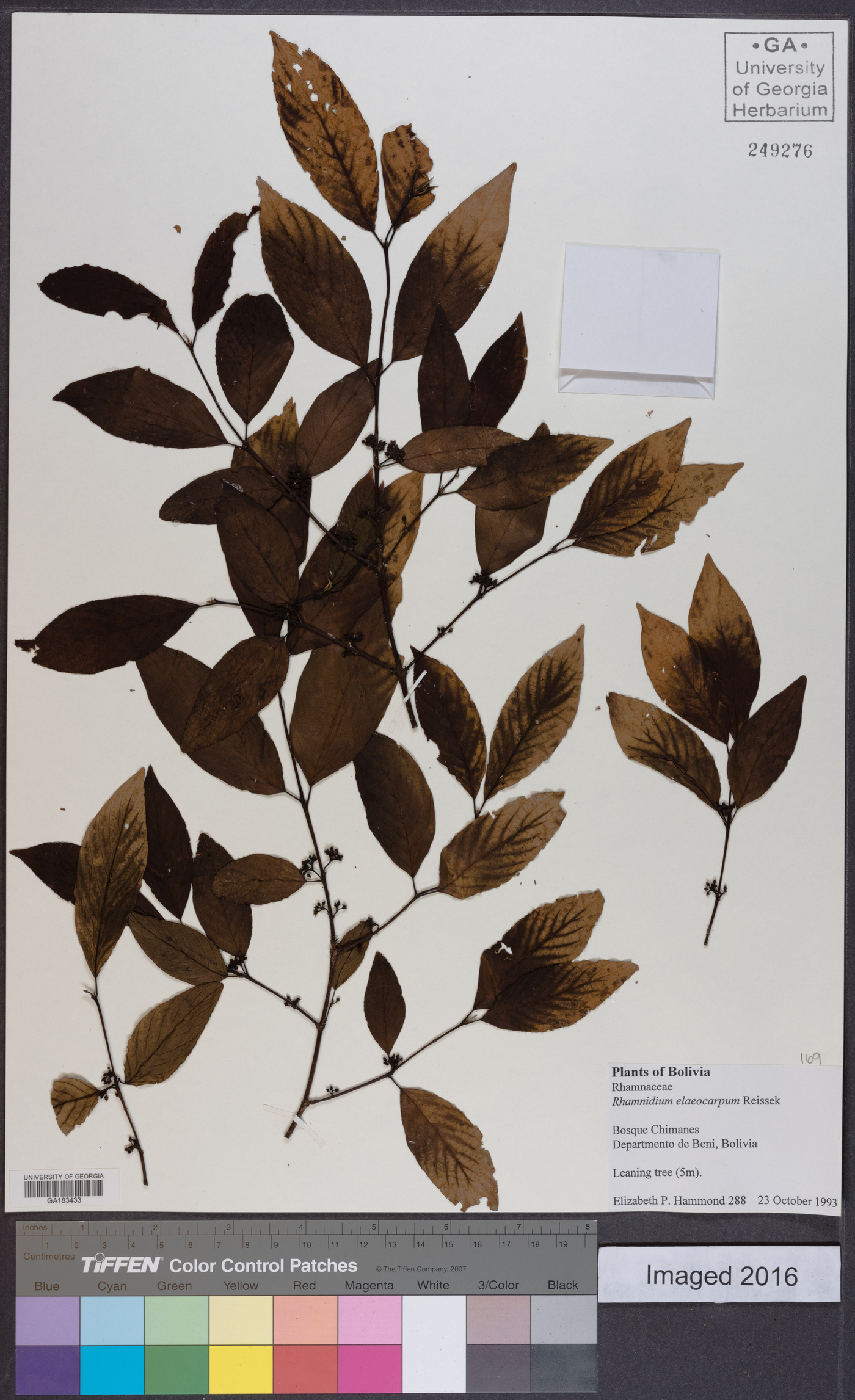 Rhamnidium elaeocarpum image