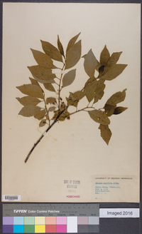 Rhamnus alnifolia image