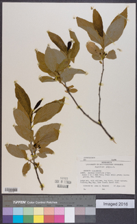 Rhamnus alnifolia image