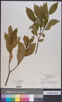 Rhamnus alnifolia image