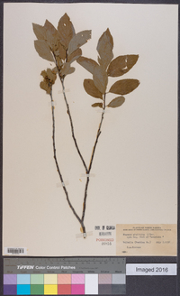 Rhamnus alnifolia image