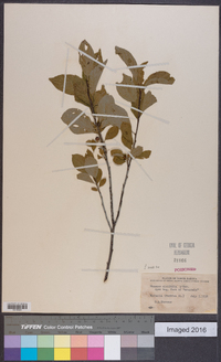 Rhamnus alnifolia image