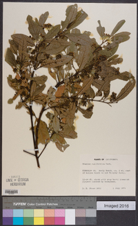 Frangula californica image