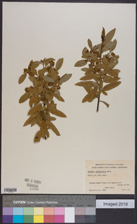 Frangula californica image