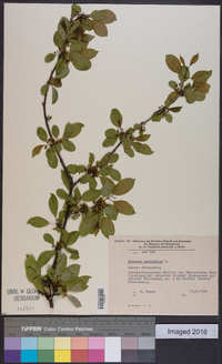 Rhamnus cathartica image