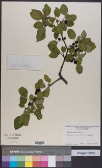 Rhamnus cathartica image