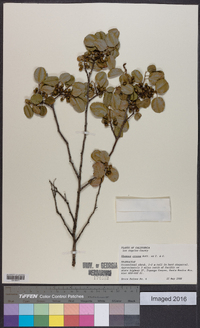 Rhamnus crocea image