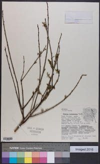 Rhamnus lanceolata image