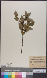 Rhamnus lanceolata subsp. glabrata image