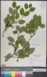 Rhamnus cathartica image