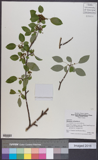 Rhamnus cathartica image