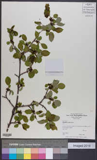 Rhamnus cathartica image