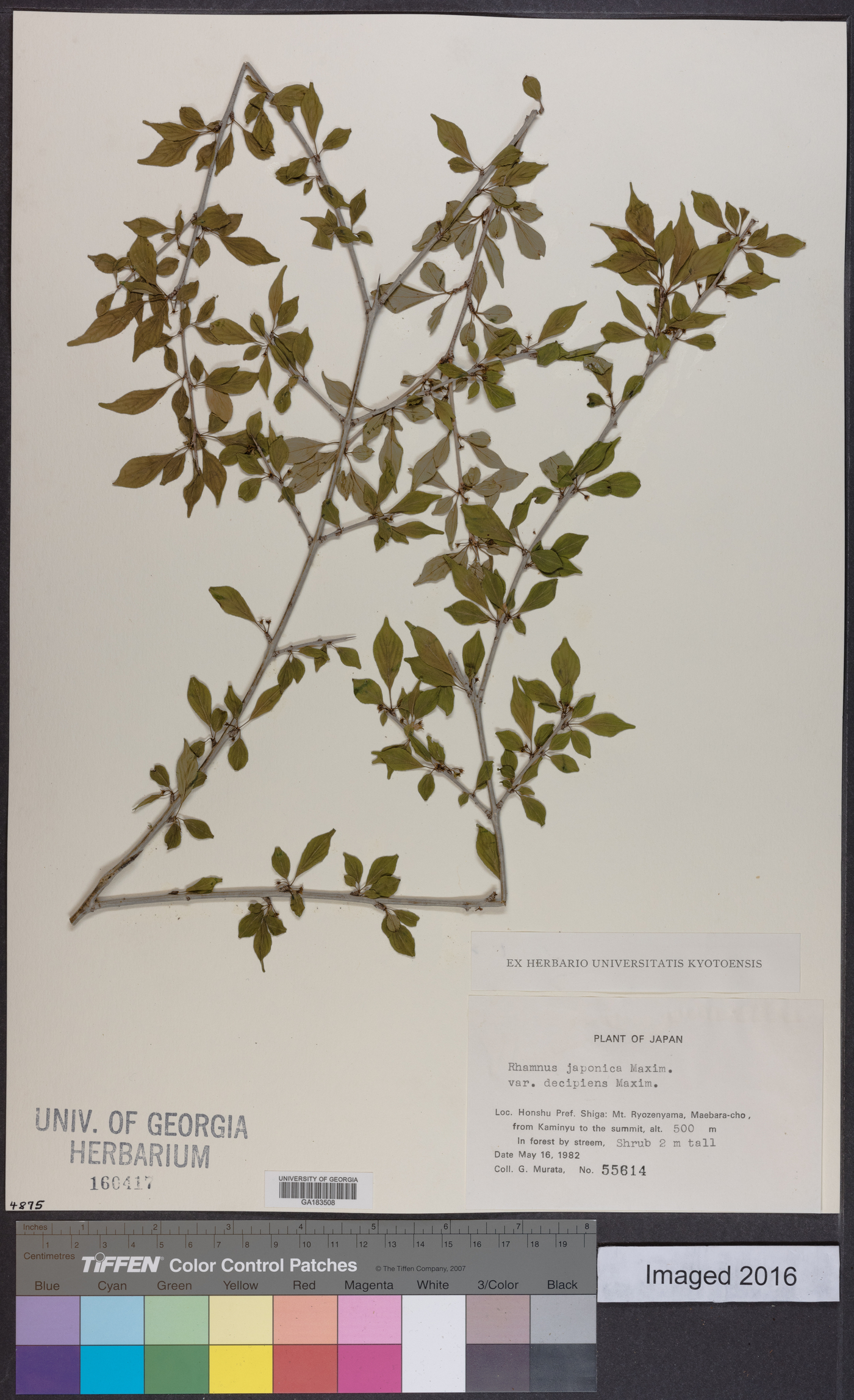 Rhamnus japonica image