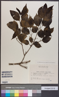 Rhamnus liukiuensis image