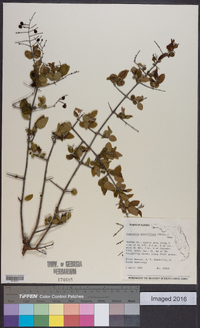 Sageretia minutiflora image